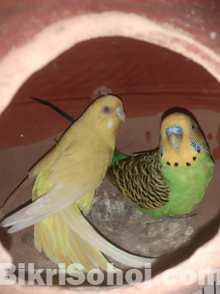 Budgie pair